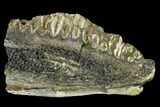 Fossil Edmontosaurus (Hadrosaur) Jaw Section - Montana #139199-1